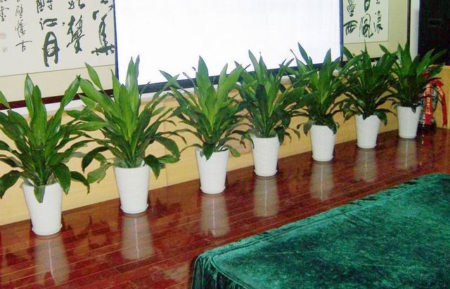 綠植租擺