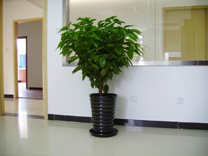 綠植租擺